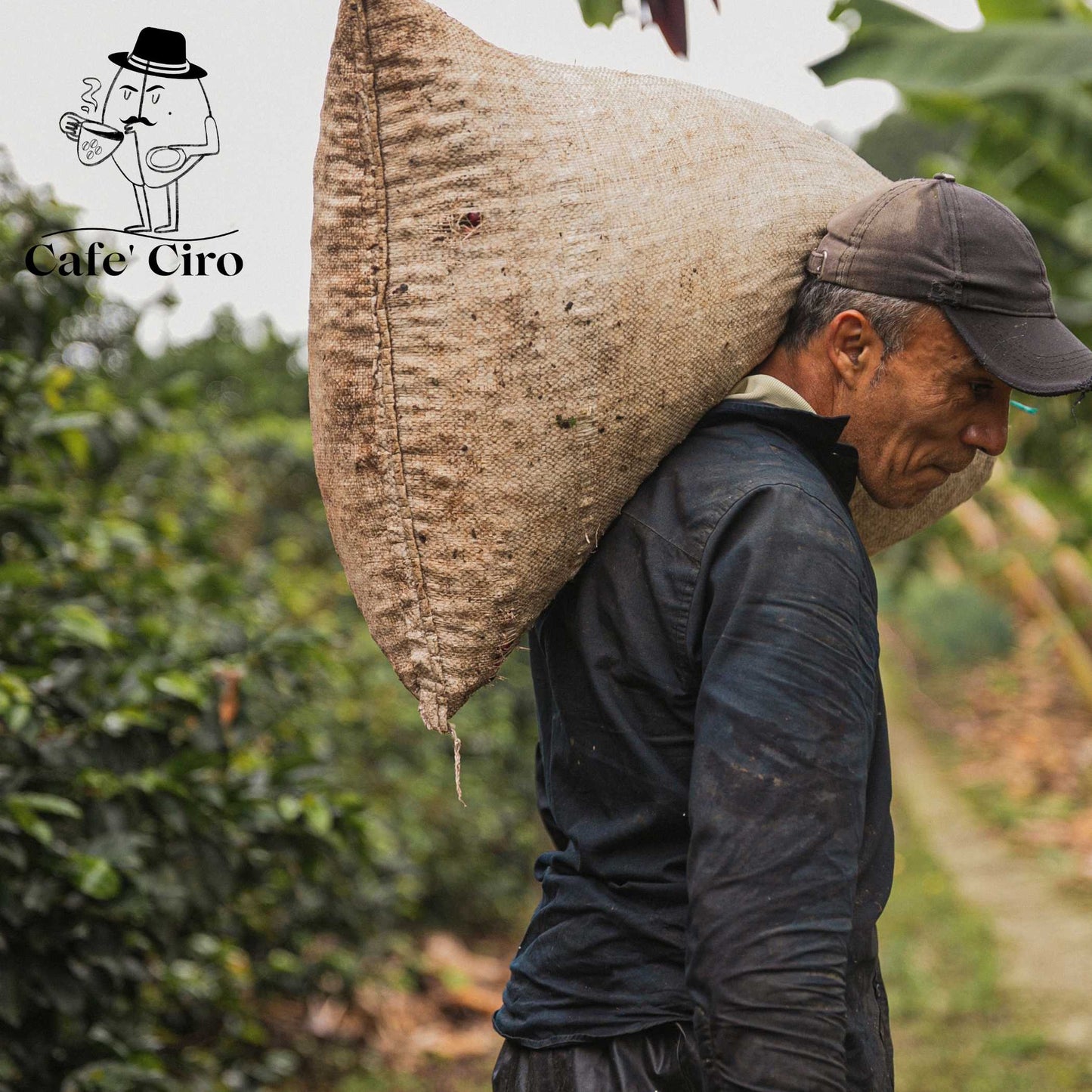 Our latest addition to the coffee family is the Cafe'Ciro N2  Monsoon Malabar Made In India.  This special coffee from India undergoes a unique treatment that replicates the original journeys of the beans back to Britain.